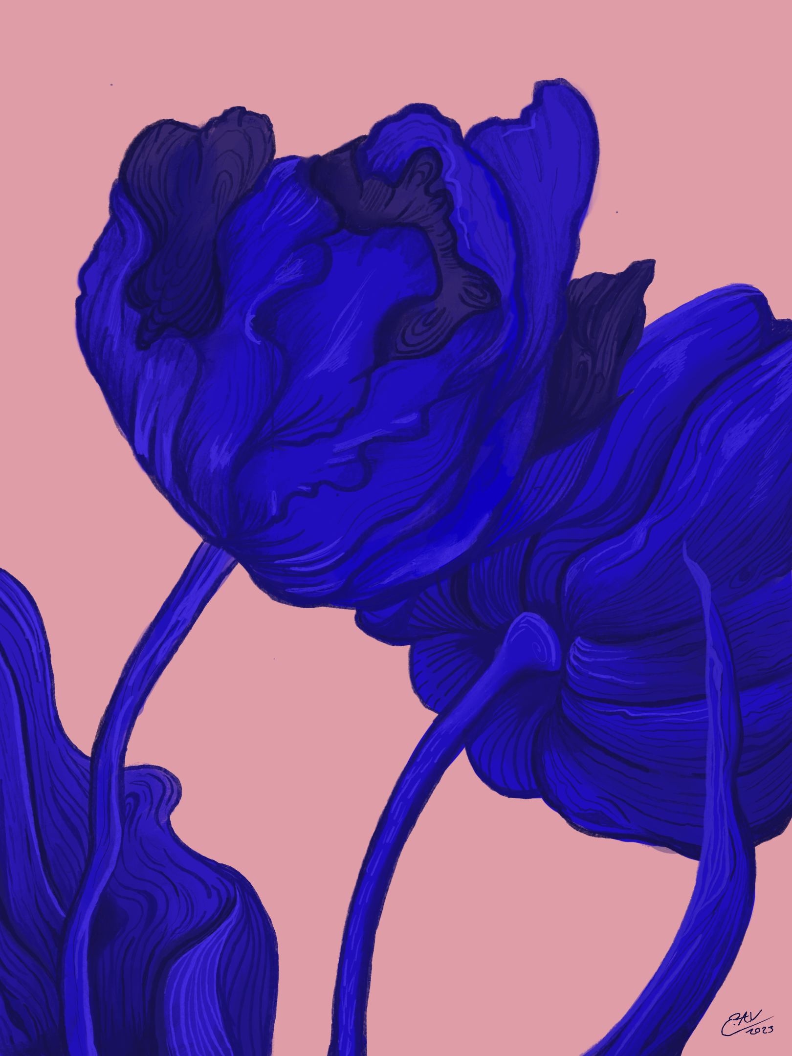 flowers illustration